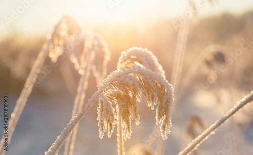 Freezing sunrise in Finland. Frozen hay straws in a cold weather. Sun shining from low and glazing details in hays.