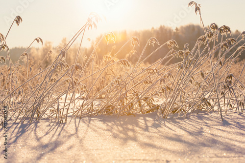 Freezing sunrise in Finland. Frozen hay straws in a cold weather. Sun shining from low and glazing details in hays.