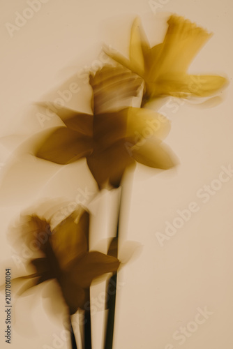 Ethereal Motion Blur Of Multiple Daffodils Against Neutral Background