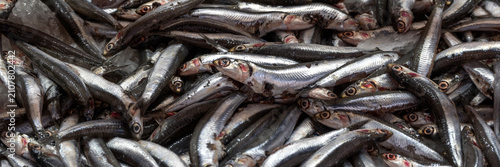 Bild auf Leinwand Panorama of fresh raw Sardines on a fishmonger stall at a Mediterranean food mar