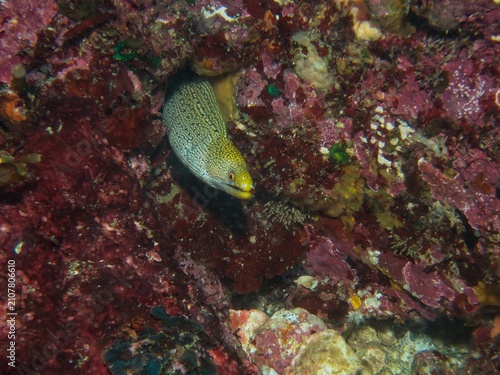 Cuadro en lienzo Abbott's moray eel assume a threat posture