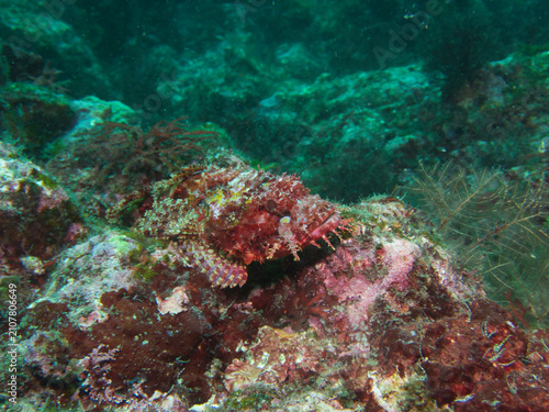 Принти на полотні Reef stonefish resting on rock