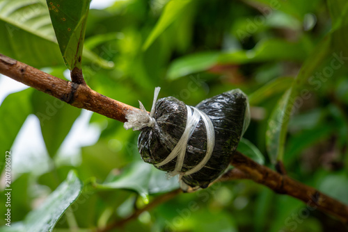 Plant propagation by air layering method on tree branch in garden close up