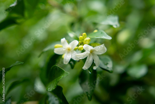 Obraz na plátně White orange jessamine flowers with raindrops blooming among green foliage