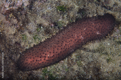 Canvastavla Sea cucumber from the Mediterranean Sea