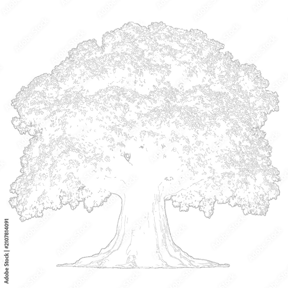Obraz premium Large majestic oak tree silhouette illustration isolated on transparent