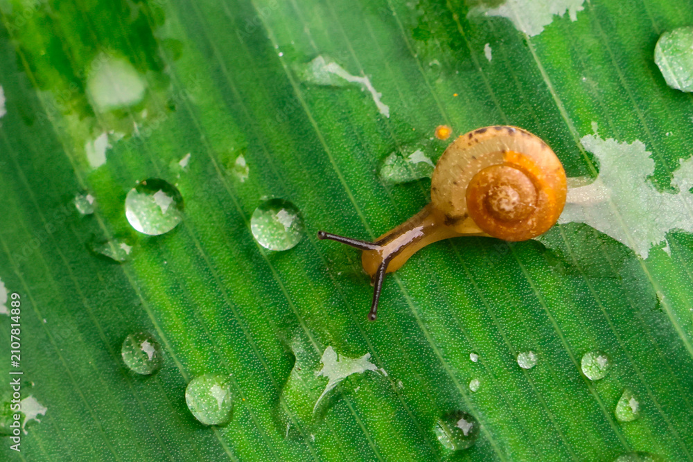 Obraz premium Tiny yellow snail on wet green leaf with water droplet closeup, natural detail and delicate texture