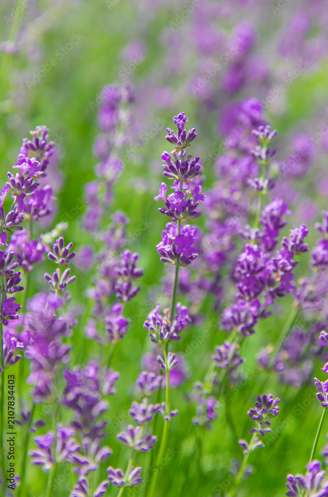 Obraz premium Lavender blooms beautifully in the field. Selective focus.