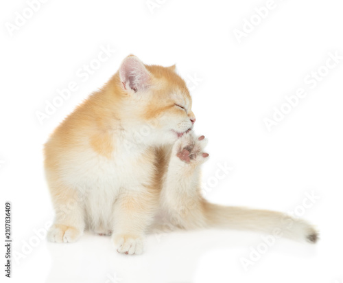 Golden chinchilla kitten licks its hind paw. Isolated on white background