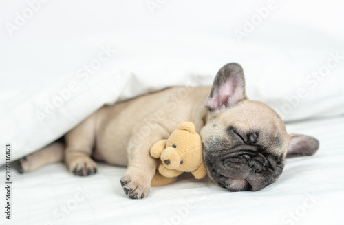 Slika na platnu Cozy French bulldog puppy sleeps with toy bear under warm blanket on a bed at ho
