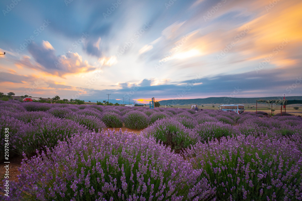 Obraz premium Lavender fields and landscapes, objects