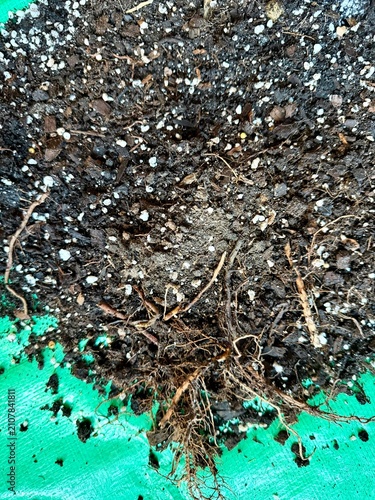 Фотография Damaged howea palm roots with old soil close up