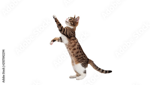 Playful domestic striped kitten jumping high in the air isolated on transparent background