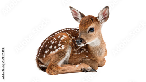 Cute small wild deer fawn lying down alertly isolated on transparent background