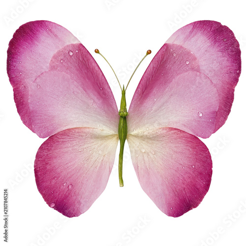 Surreal Butterfly with Wings Made of Fresh Pink Rose Petals Nature Concept Art – Floral PNG Transparent Background