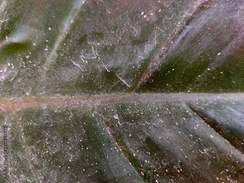 Macro texture of a dark, dusty houseplant leaf with white specks and debris.