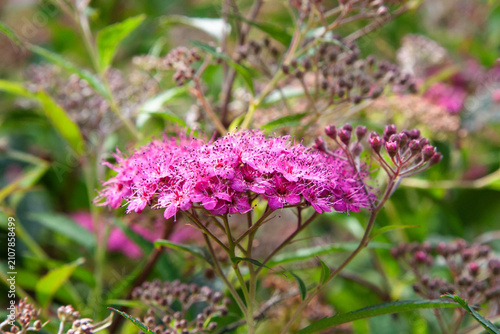 Фотография A bright pink Spiraea japonica flower head with small blooms and tight buds on slender stems against a blurred background