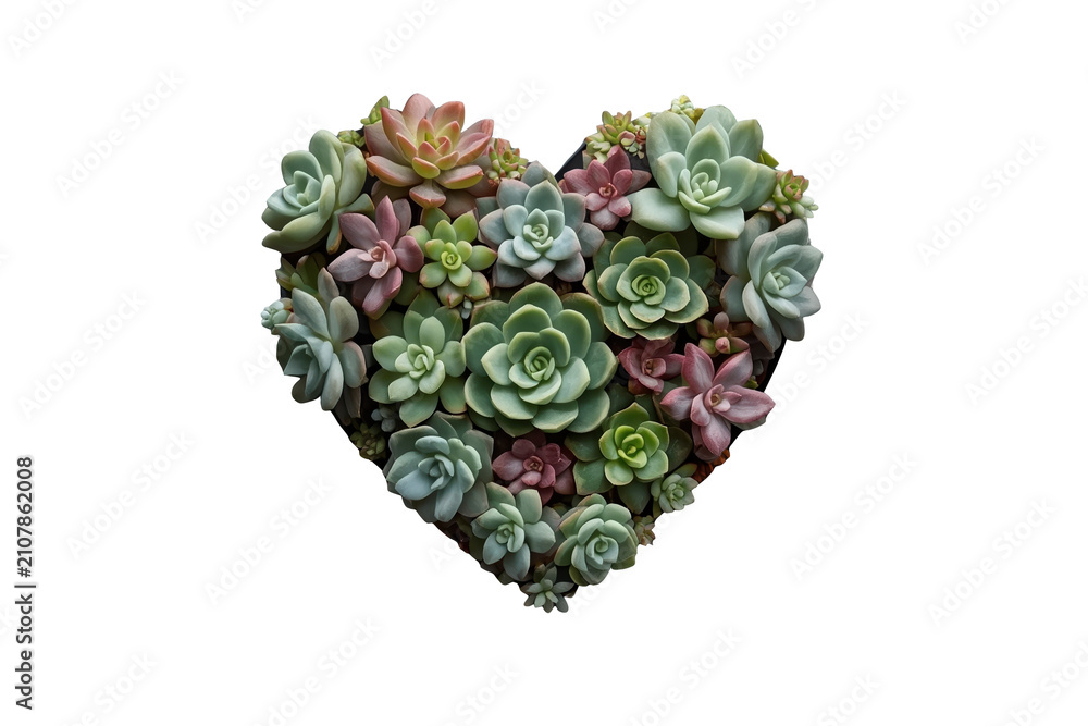 Obraz premium Succulent plants arranged in a heart shape, symbolizing love, nature, and growth. Isolated on a transparent background