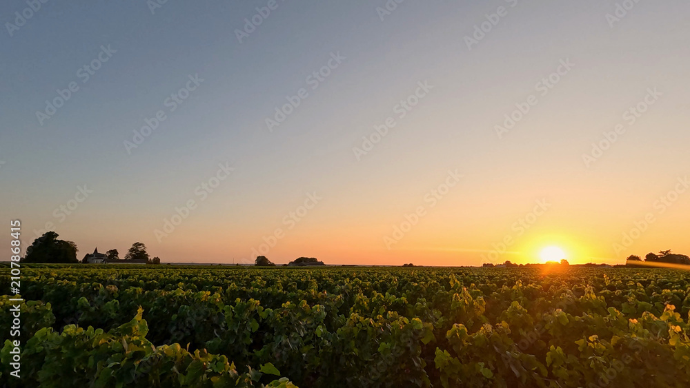 Obraz premium Golden Sunset Over Lush Vineyard Rows in Bordeaux France
