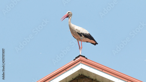Fotografi white stork ciconia