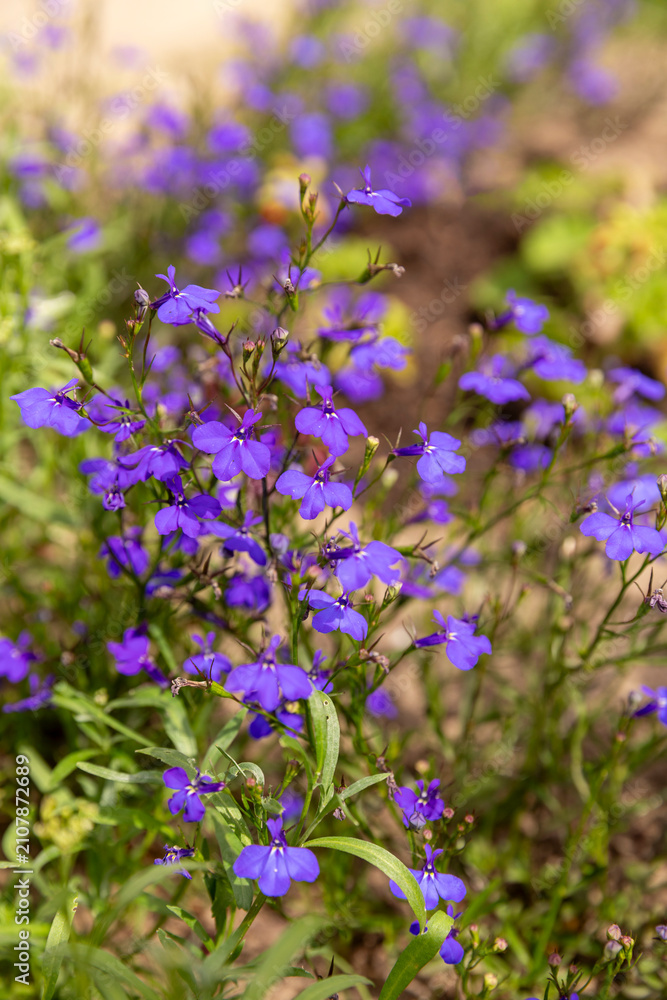 Fototapeta premium Blooming blue lobelia flowers in a home garden. Colorful ornamental flowering plant with lush blossoms, perfect for gardening and landscaping themes.