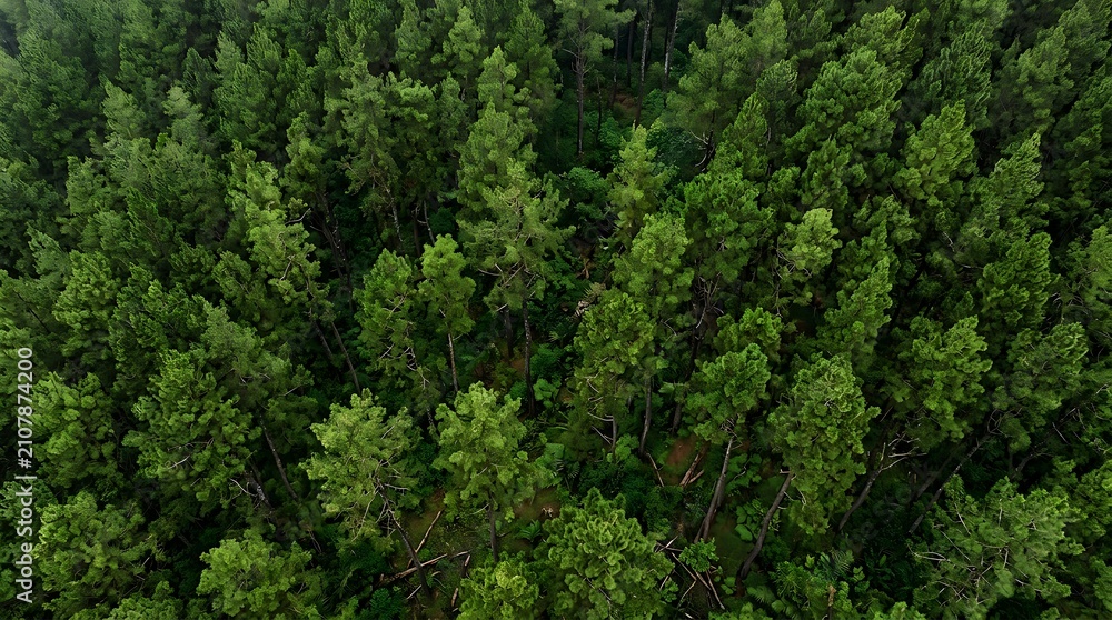Fototapeta premium Aerial view of a dense green pine forest canopy