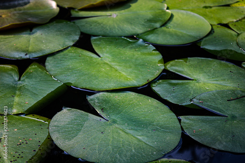 Quadro su tela Lily pads closeup sunlight pond texture