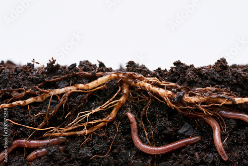 Healthy plant roots with dark living soil and earthworms showcasing regenerative agriculture soil biology and underground ecosystem health