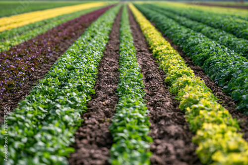 Field with diverse crop rotation rows and varied plant textures showcasing regenerative agriculture resilient food systems and soil regeneration