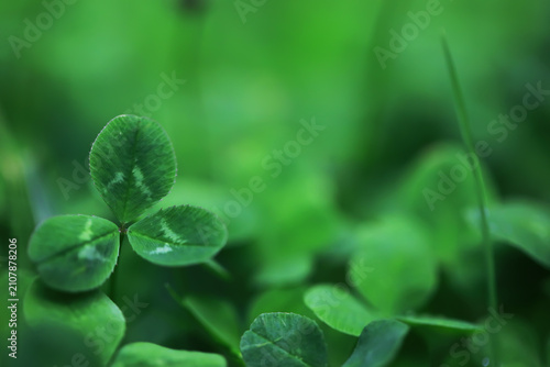 Fotografía Close-Up of Vibrant Green Clover Leaves in a Lush Natural Setting