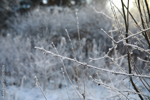 White snow on a bare tree branches on a frosty winter day, close up. Natural background. Selective botanical background.