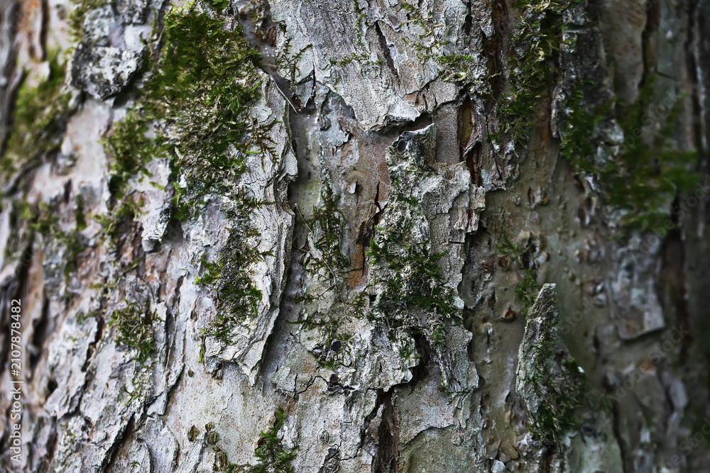 Fototapeta premium Textured Tree Bark with Moss Growth in Natural Forest Setting