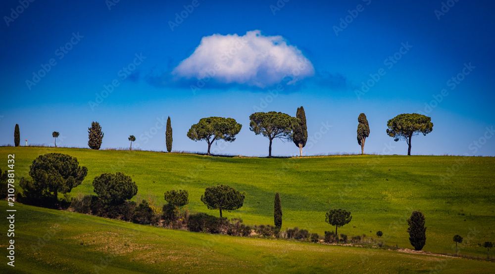 Obraz premium Tuscan rolling hills with cypress and pine trees