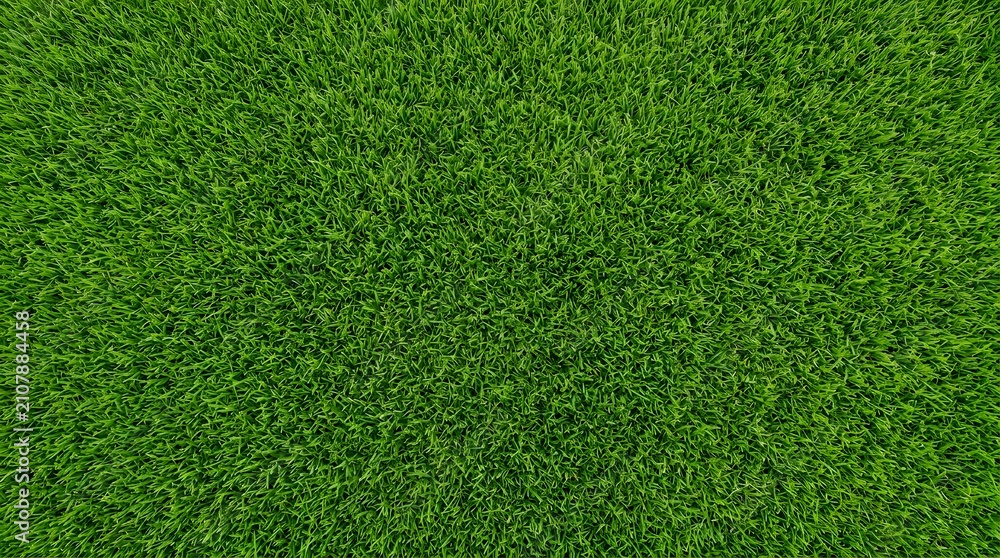 Obraz premium Vibrant Green Grass Texture - Lush Summer Lawn Top Down Background