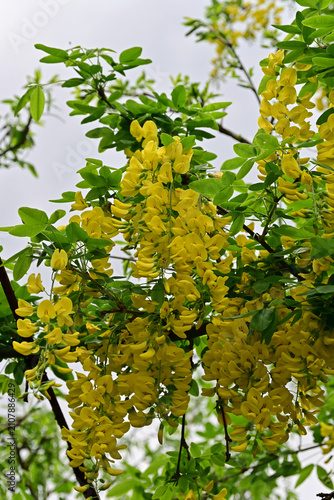 Obraz na płótnie Close-up of bright yellow golden chain tree flowers blooming in a garden under a