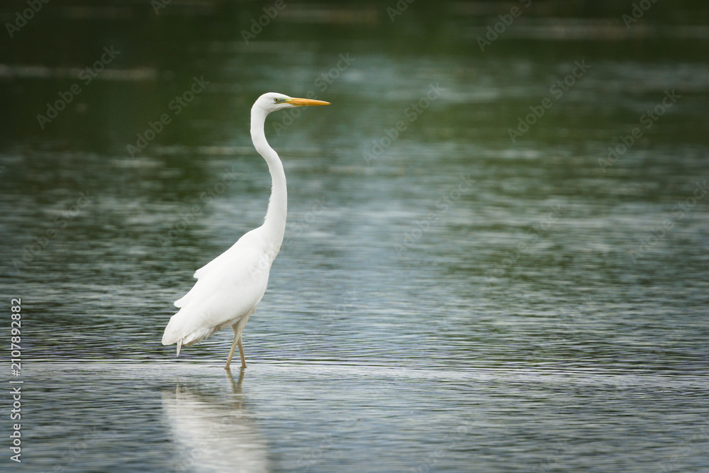 Obraz premium Great Egret, Ardea alba, a white bird wading and foraging in shallow water.