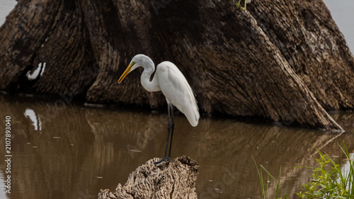 Принти на полотні bird on water old wooden trunk background, great egret