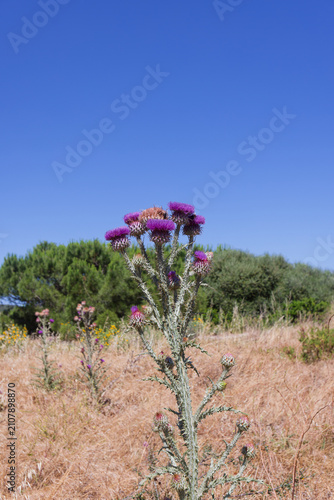 Onopordon d'illyrie.