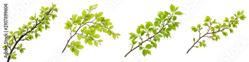 set the the four premium green tree branch isolated on withe background PNG photo high resolution''