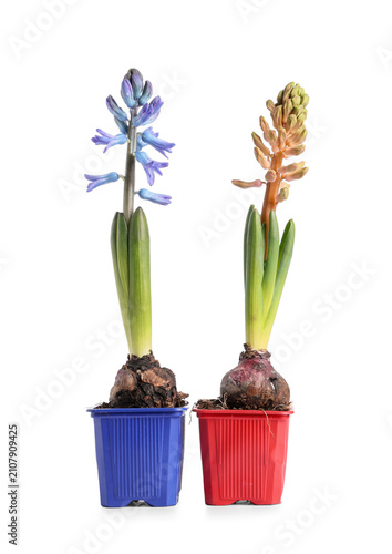 Beautiful hyacinth plants i...