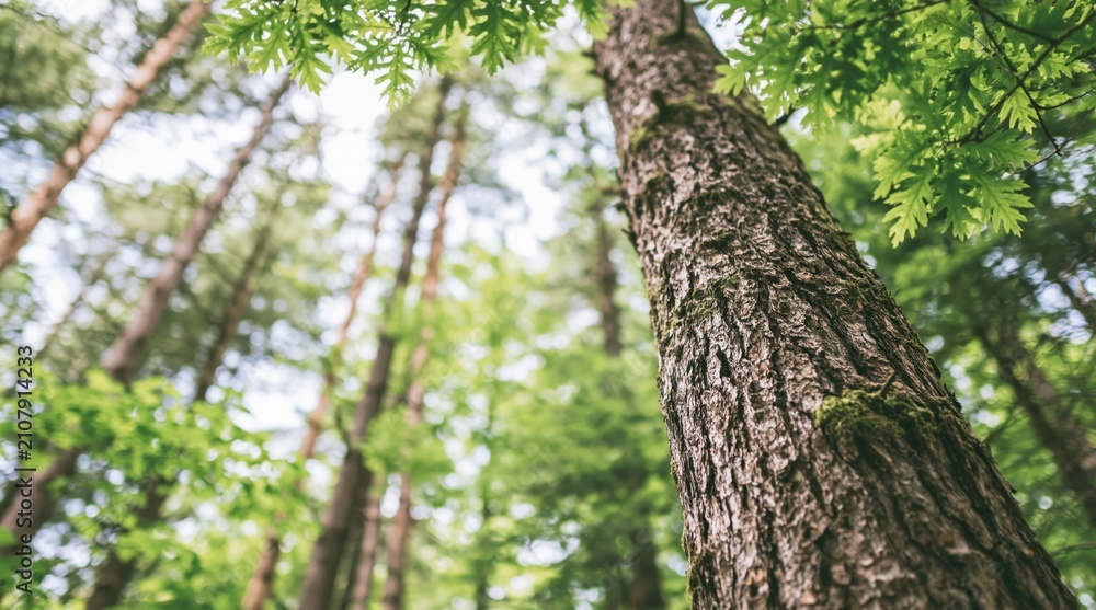 Obraz premium Low angle view of tree trunk in lush green forest