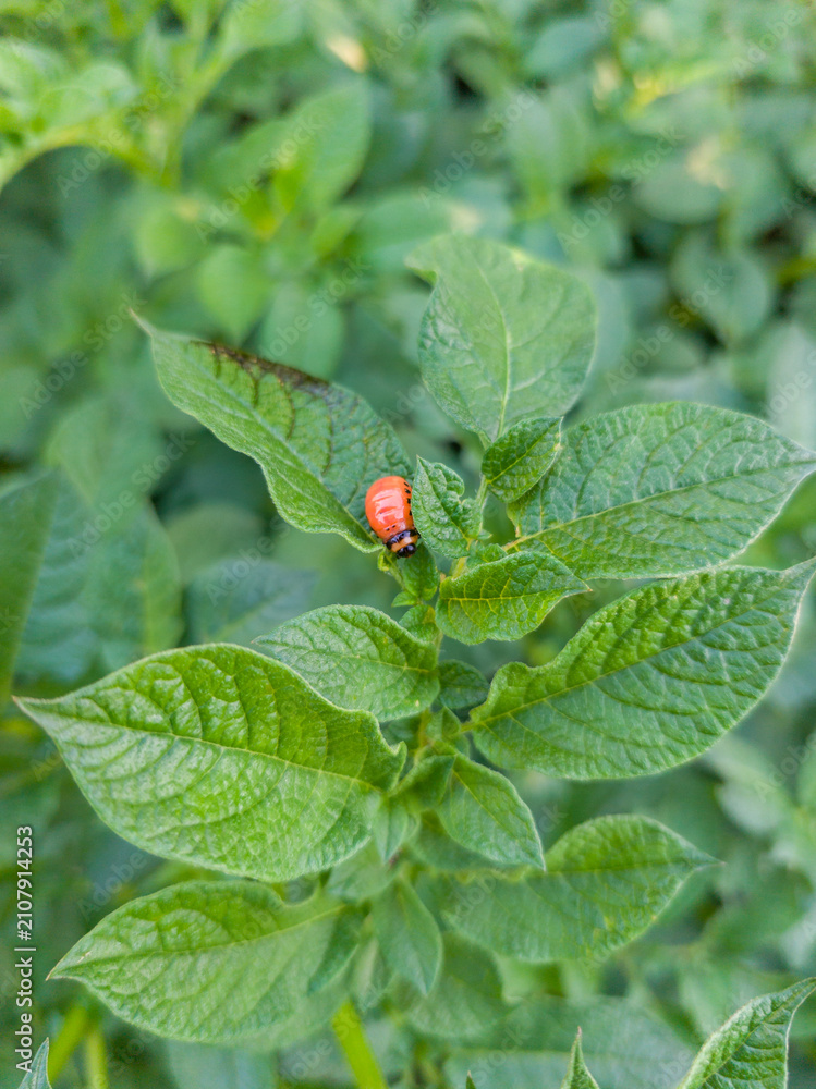 Fototapeta premium Close Up View of Pest Bug Sitting on Potato Crop Green Leaves