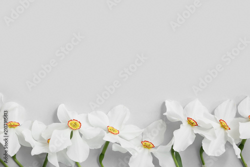 Beautiful daffodil flowers ...