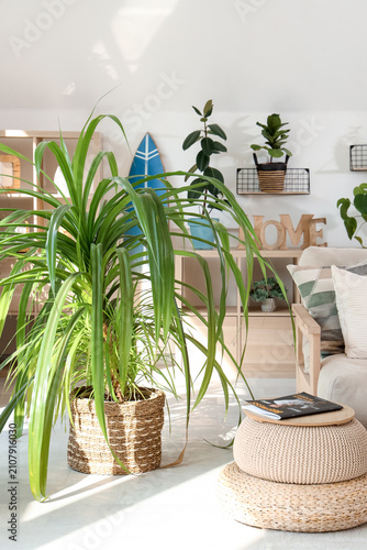 Big palm tree in interior o...