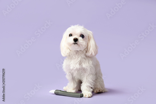 Cute dog with brush for cle...