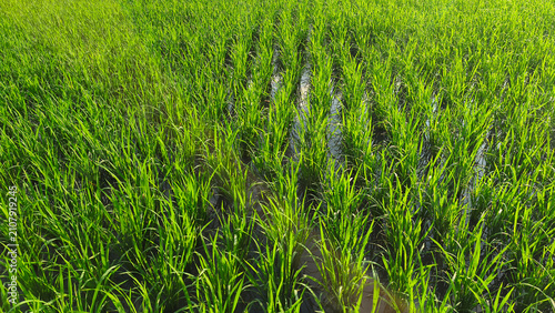 Green rice paddy plant background. Young plant of rice paddy growing in the field. Bali, Indonesia