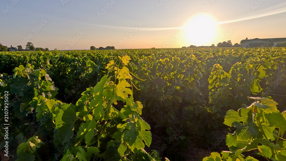 Obraz premium Golden Sunset Over Lush Green Vineyard Rows in Bordeaux France