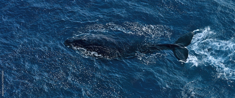 Fototapeta premium An aerial view of a massive whale gliding through deep blue ocean waters