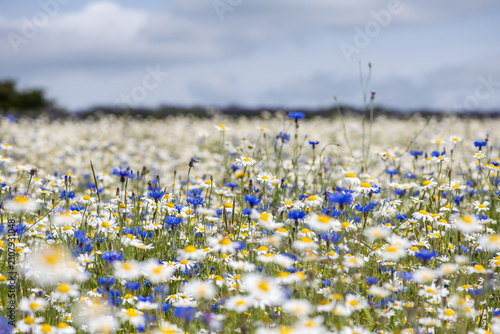 Фотография Wildflower meadow with oxeye daisies and cornflowers under cloudy sky