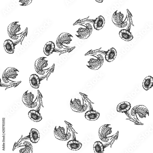 Foto seamless pattern tussilago coltsfoot hand drawn